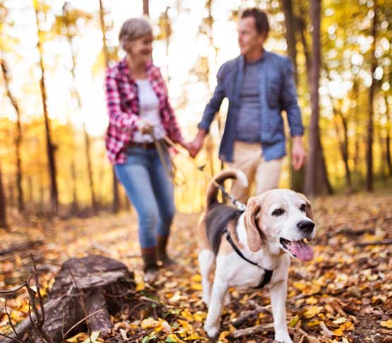 Ehepaar geht mit Hund im Wald spazieren